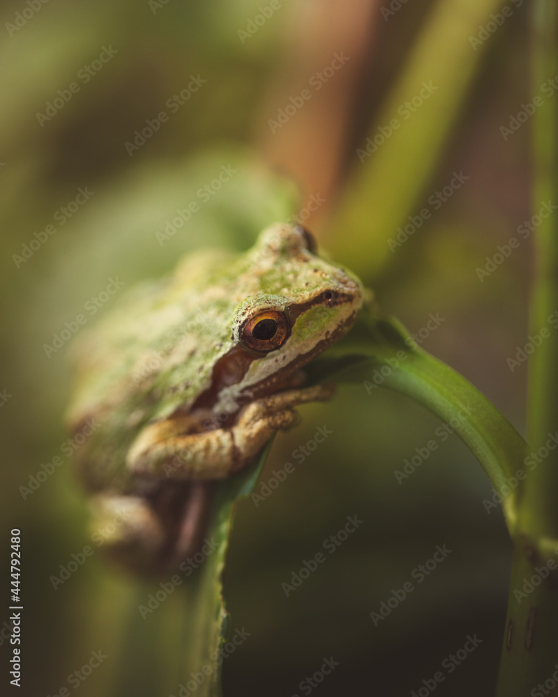 Obraz premium frog on leaf close up tree frog 