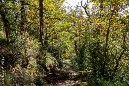 Autumn forest in Ordesa and Monte Perdido National Park, Spain © estivillml