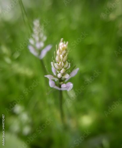 Small flowering wild orchid in grass