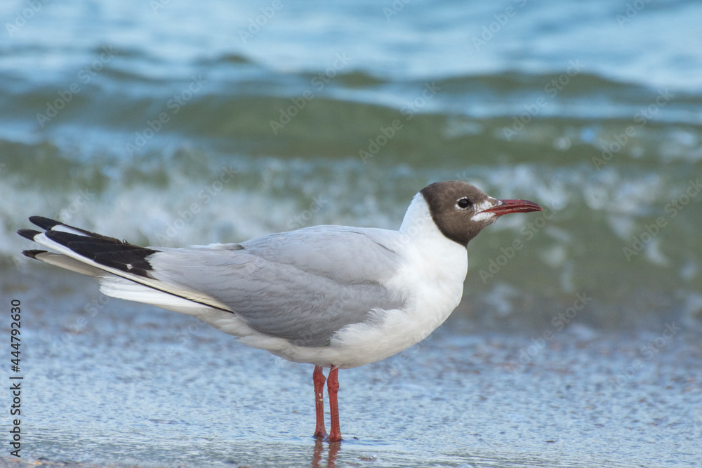 Fototapeta premium Portrait of a seagull. Beautiful Mediterranean Gull Ichthyaetus Melanocephalus walking along the seashore.