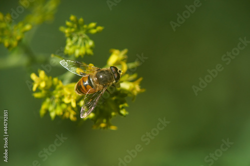 Hornet Hoverfly- Volucella zonaria nature closeup 