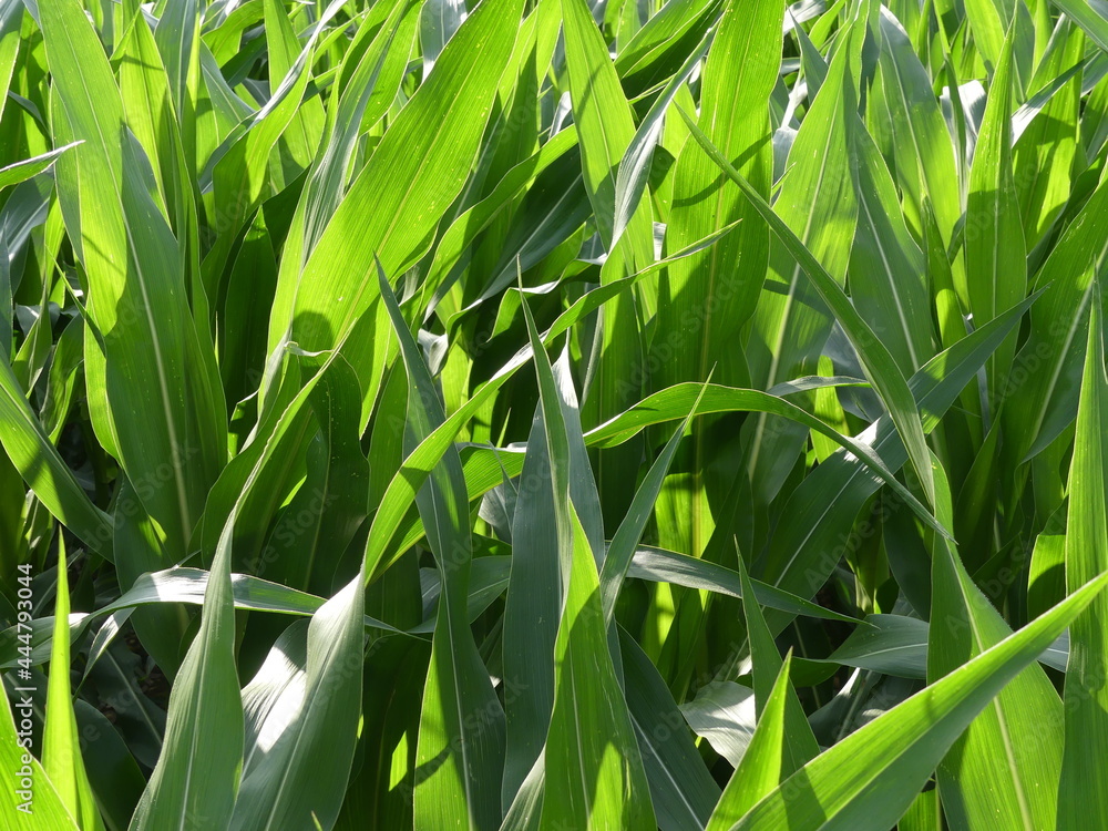 Fototapeta premium Jeunes pousses de maïs