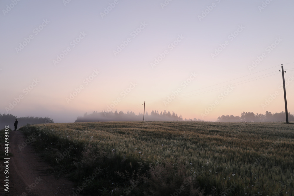 Fototapeta premium atmospheric misty meadow field and summer landscape at sunrise