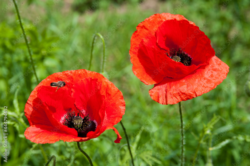 Fototapeta premium Red poppies on a bumpy field with a flying bee