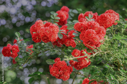 A Bush of Red Roses in the Park. Garden Rose Flowers in the Summer. Colored Natural Background.