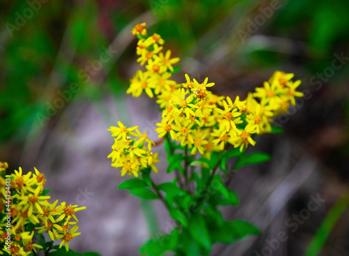 Yellow beautiful flowers in a forest glade. Botanical painting. For wallpaper, background and postcards.