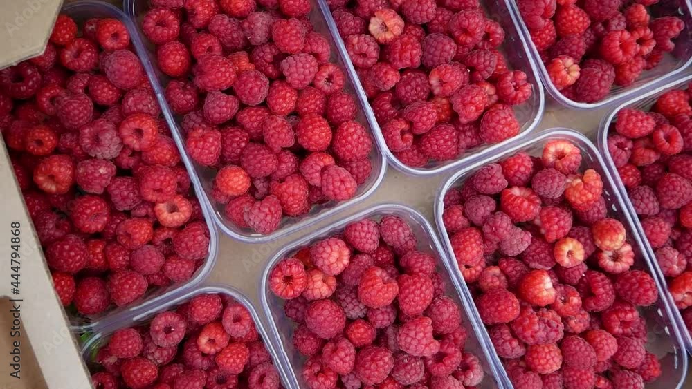 Harvesting raspberries. Bushes of ripe raspberries. Harvest natural organic raspberries. Collecting raspberries on the farm. Harvesting raspberries. Bushes of ripe raspberries. Harvest natural organic raspberries. Collecting raspberries on the farm.