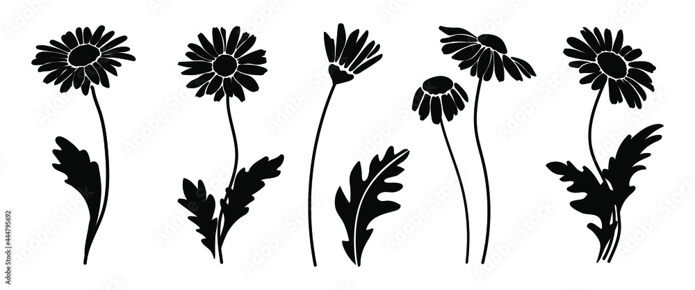 
Vector illustration of chamomile. Healing Herbs for design. Beautiful silhouette of flowers
