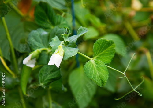 Young peas grow in the garden bed. White pea flowers. A healthy vegetable. Garden beds. For wallpaper, background and postcards.