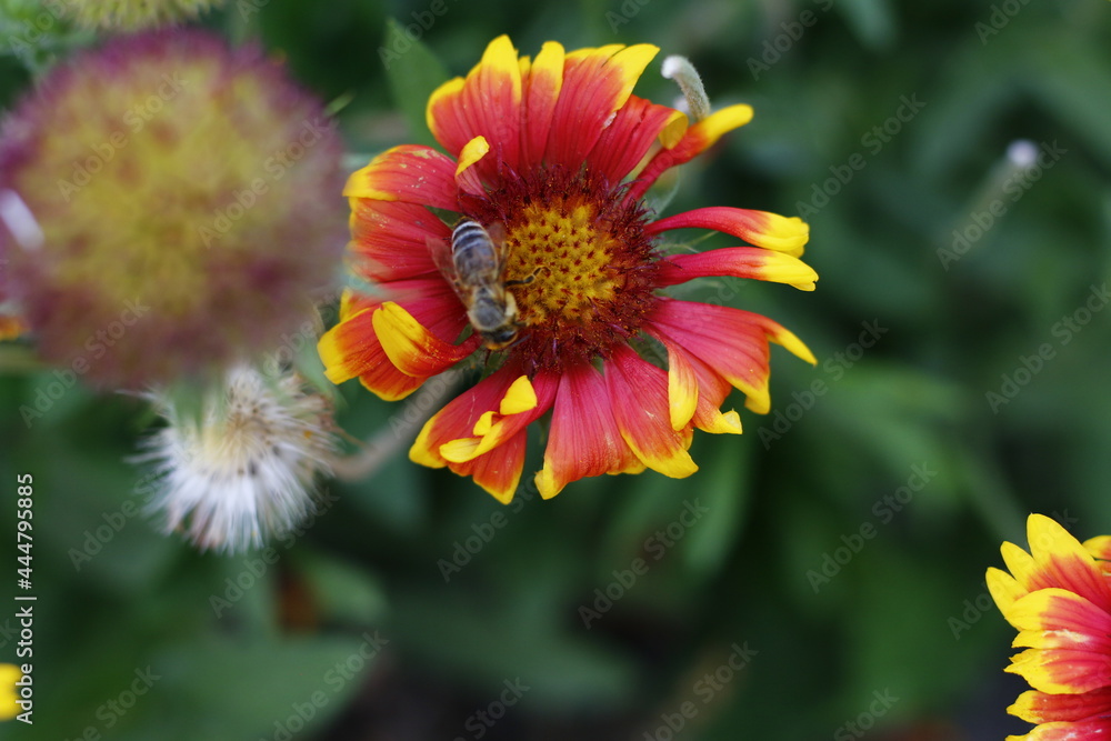 animal, animals, background, beautiful, beauty, bee, bloom, blossom, botany, bright, closeup, color, colorful, flora, floral, flower, garden, green, insects, macro, natural, nature, orange, petal, pla animal, animals, background, beautiful, beauty, bee, bloom, blossom, botany, bright, closeup, color, colorful, flora, floral, flower, garden, green, insects, macro, natural, nature, orange, petal, pla