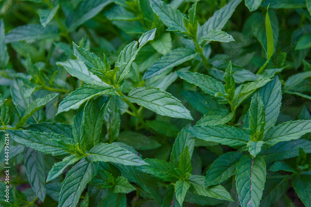 Green mints in the garden. Green mints in the garden.