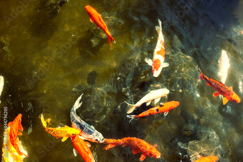 Graceful carps in a sparkling water in summer. Beautiful and exquisite koi fish in a decorative pool in a japanese garden. Zen mood at the pond in Japan. © Ольга Ким