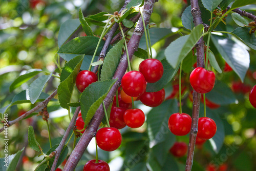 Sour cherries in the orchard.