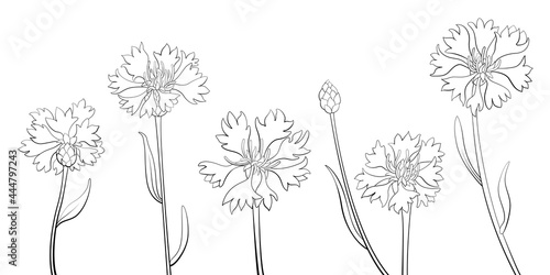Corflowers outline