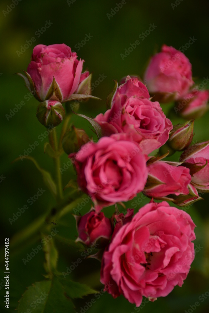 Pink delicate roses close-up Pink delicate roses close-up