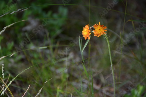 Orange wildflowers in the grass