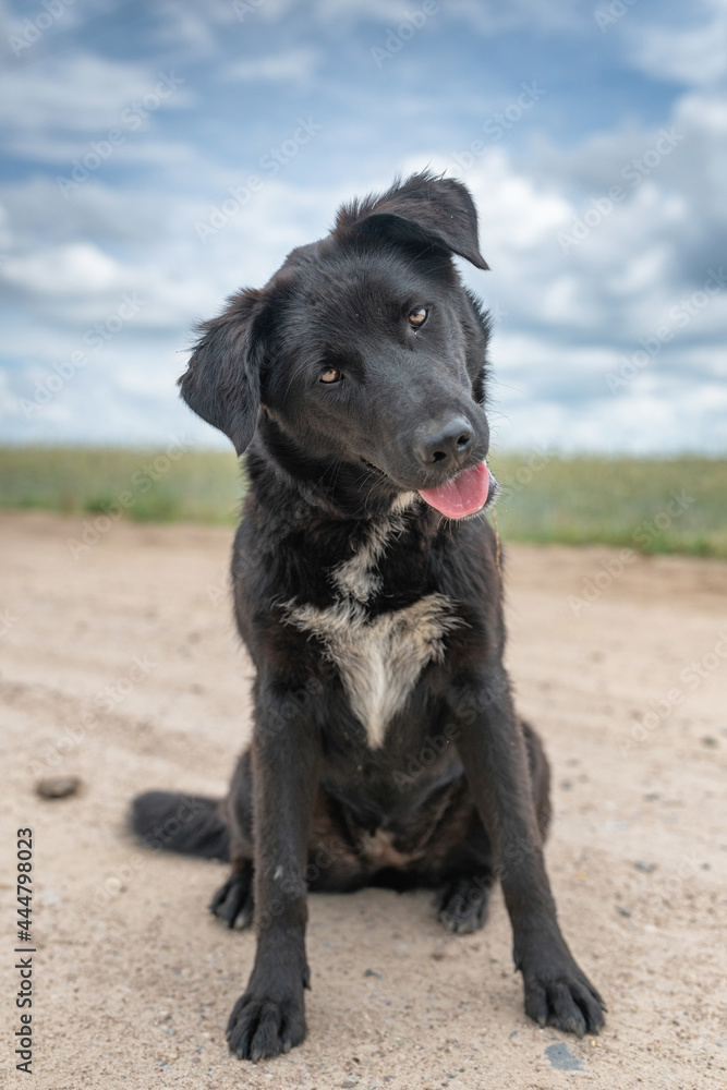 Portrait of a curious black country dog in a field.