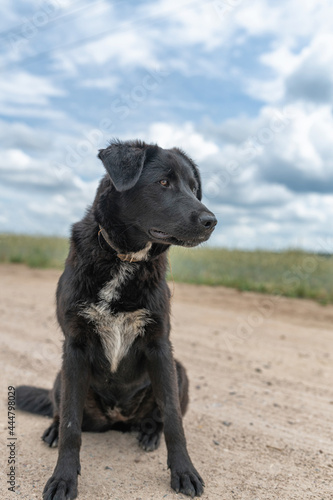 Portrait of a curious black country dog in a field.