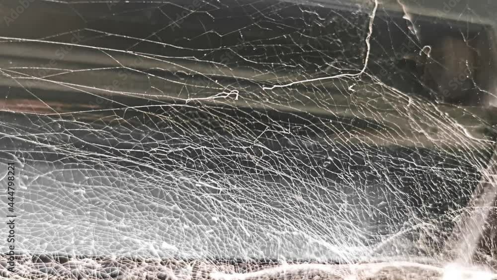Large spider web on a house window