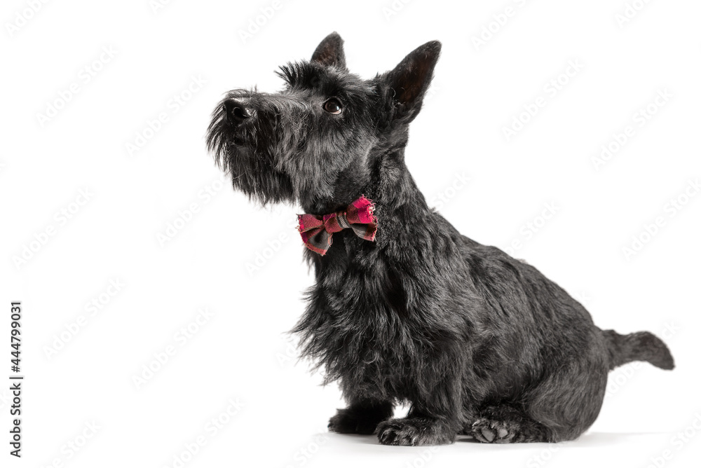black scottish terrier puppy on a white background black scottish terrier puppy on a white background