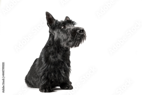 black scottish terrier puppy on a white background photo