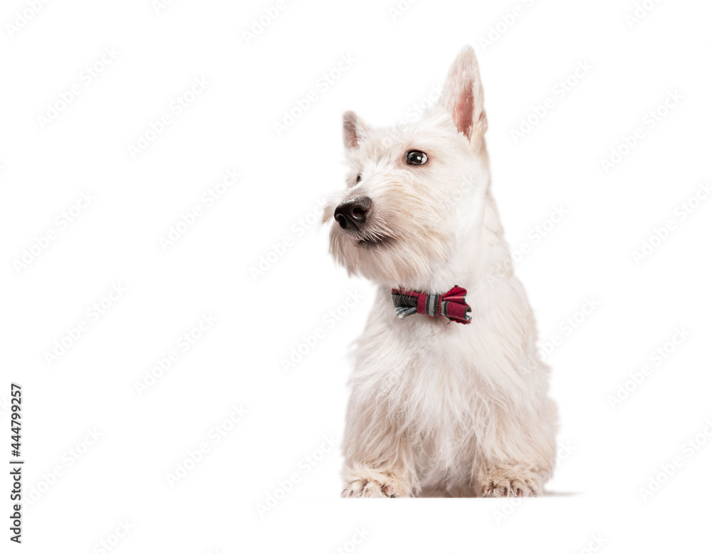 white scottish terrier puppy on a light background