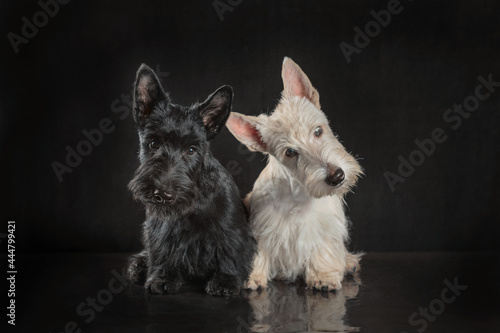 Foto pair of black and white scottish terrier puppies on dark background