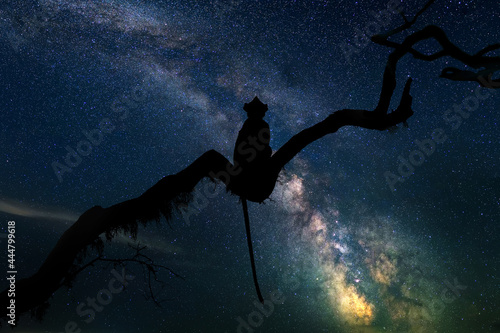 Beautiful night landscape with monkey and the Milky Way galaxy
