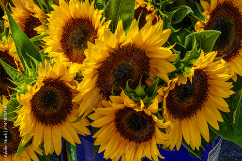 Sunflowers for sale at the farmers market.