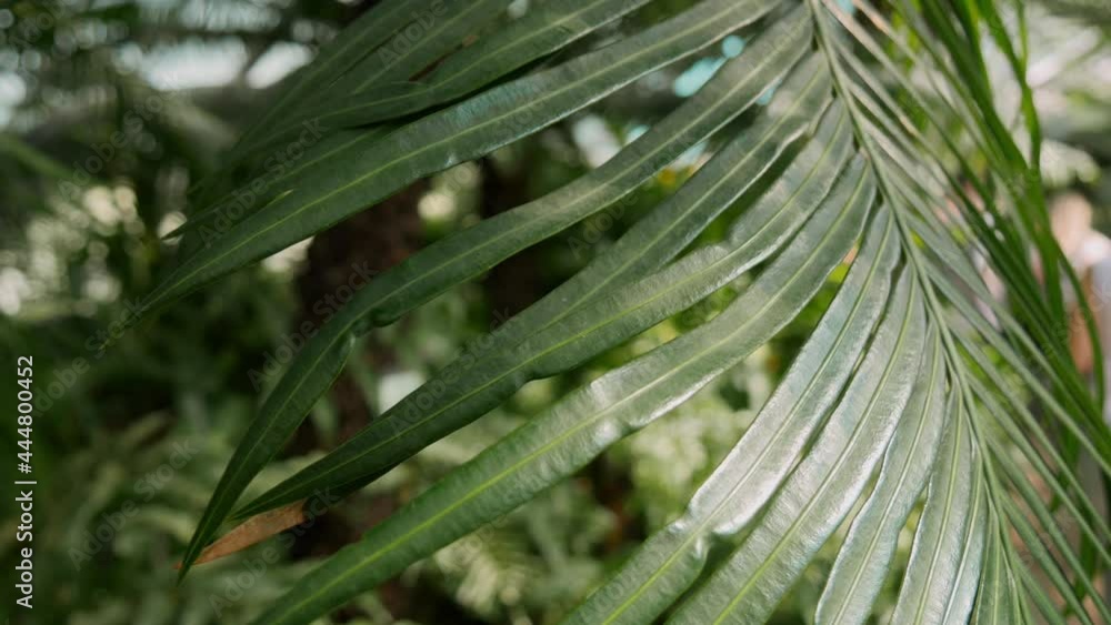 Tropical palm leaf close up in the botanical garden. Summer background video Tropical palm leaf close up in the botanical garden. Summer background video