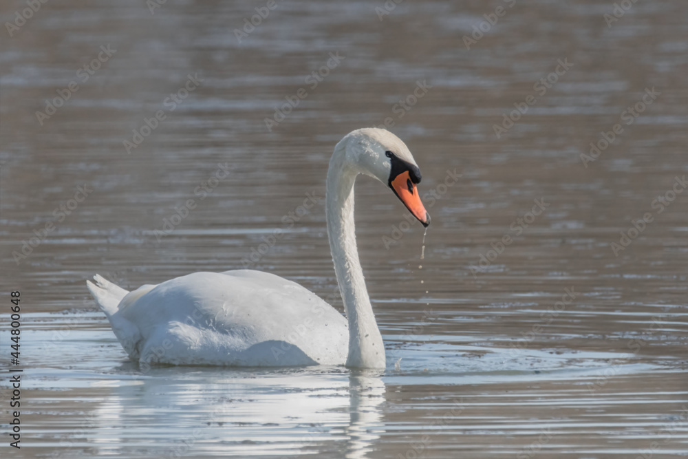 Obraz premium Schwan im See