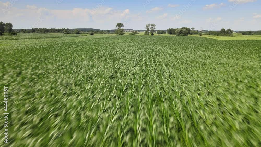 Drone flight over a corn field. Drone flight over a corn field.