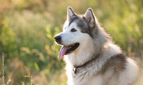 Adorable furry husky dog sitting calmy in the grass in field and looking back. Beautiful doggy with incredible eyes in summertime feels hot. Siberian breed pet and sunlight