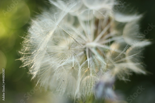 dandelion seeds on a green background