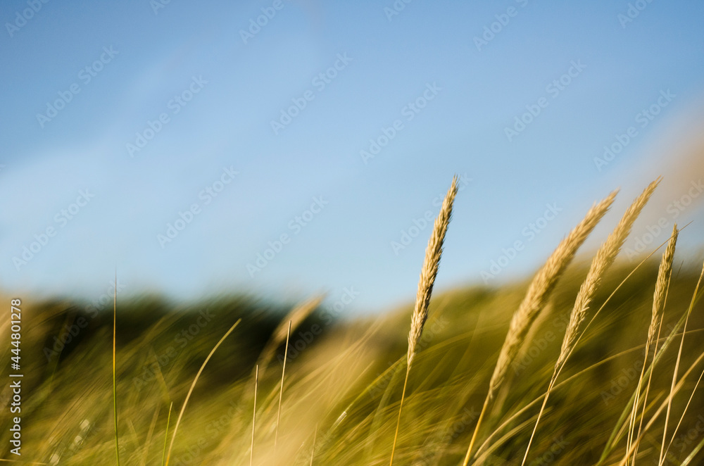 Fototapeta premium Summer in the sand dunes and at the North Sea in Denmark. Sea, Nordic light, grass, straw and sandunes.