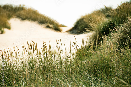 Summer in the sand dunes and at the North Sea in Denmark. Sea  Nordic light  grass  straw and sandunes.