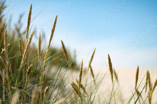 Summer in the sand dunes and at the North Sea in Denmark. Sea, Nordic light, grass, straw and sandunes.