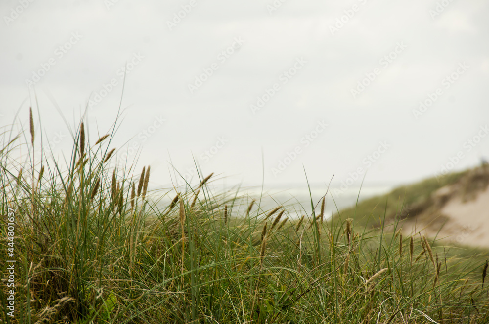 Summer in the sand dunes and at the North Sea in Denmark. Sea, Nordic light, grass, straw and sandunes.