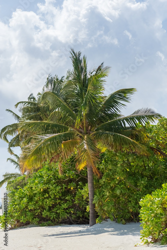coconut palms on the shore of the maldives island