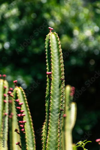 Euphorbia canariensis pertenece a la familia Euphorbiaceae