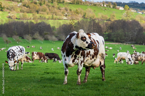 Animal ferme vache 534