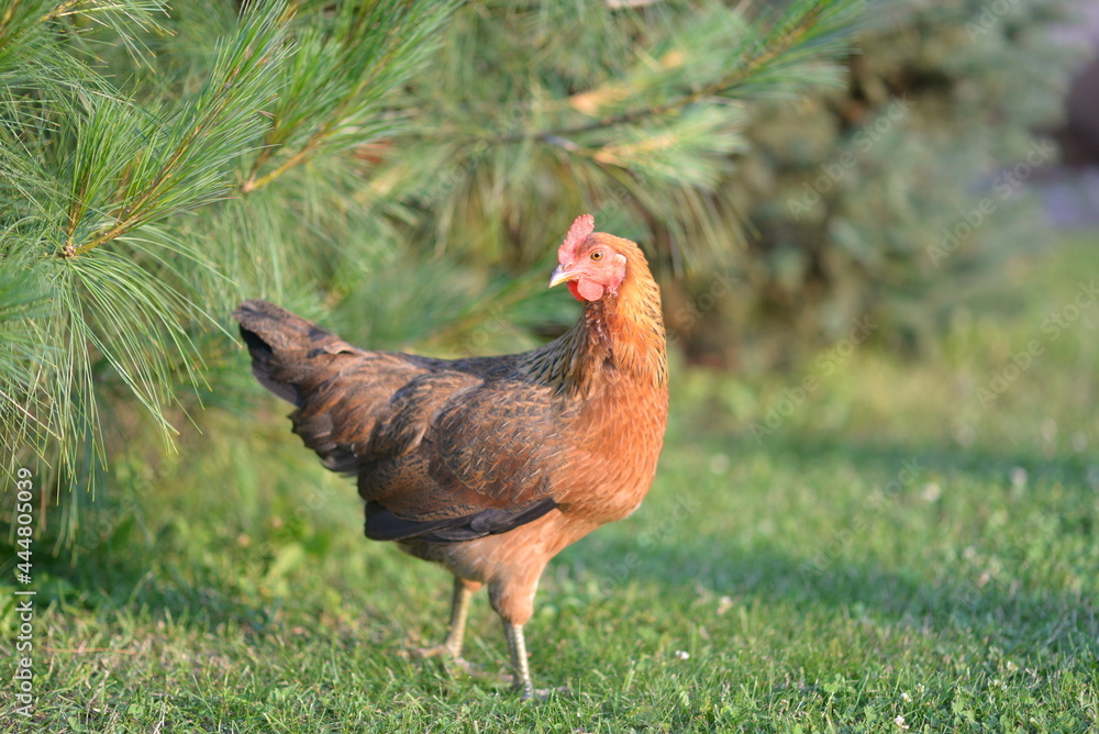 Fototapeta premium rooster in the farm