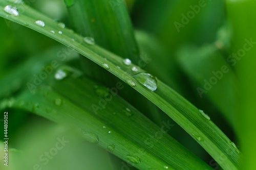grass with rain drops macro. fresh green leaves. Morning dew, after the rain, the sun shines on the leaves.