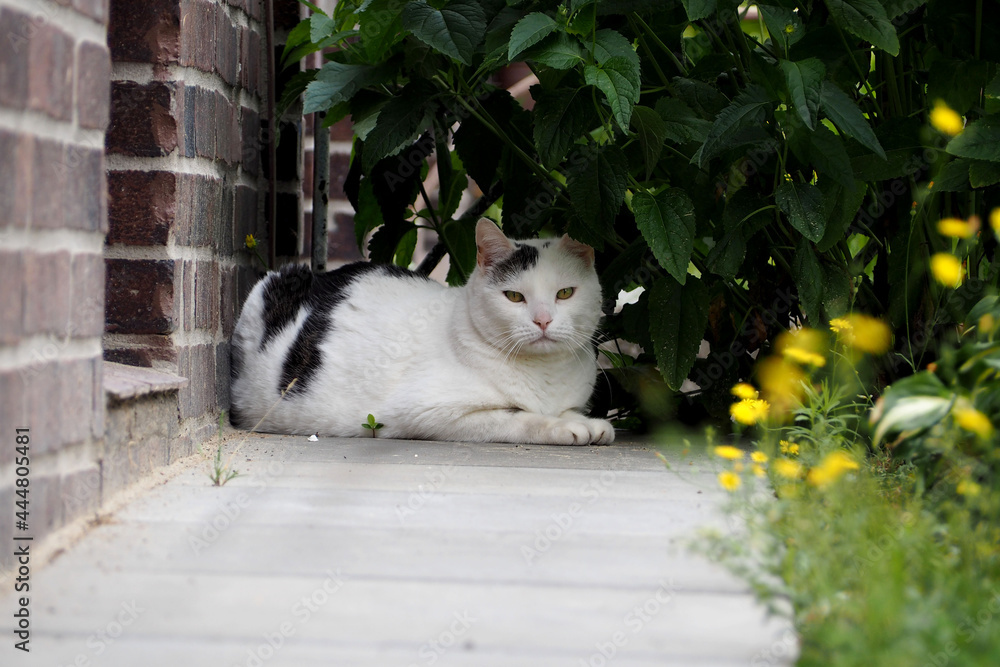 Fototapeta premium a large short-haired white cat with black spots is sitting under a bush in the garden