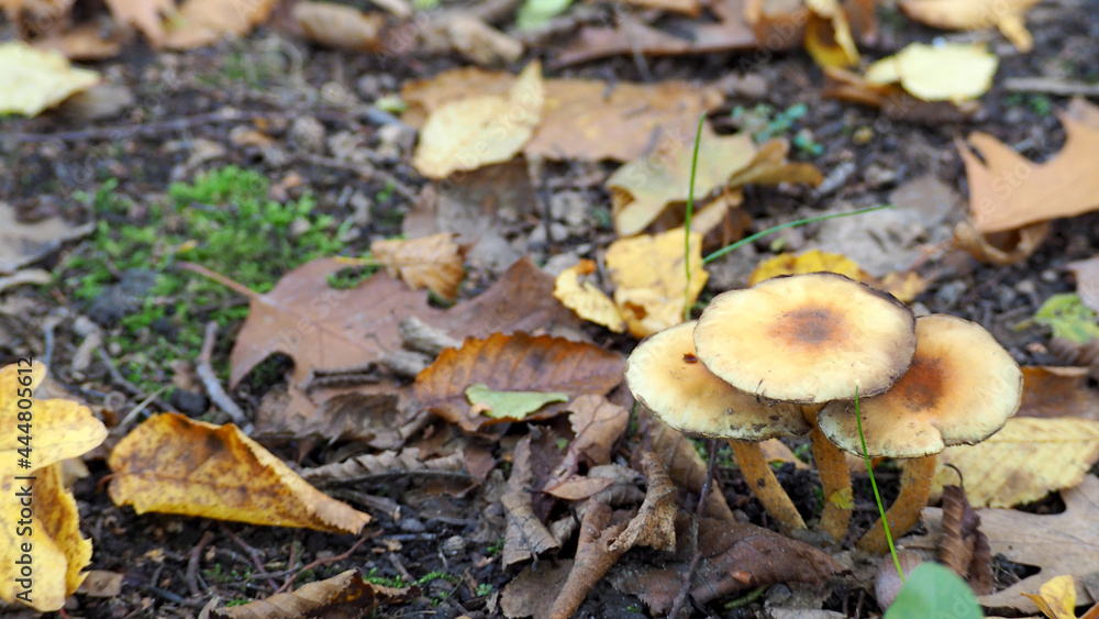 three brown mushrooms grow in the forest on an autumn day side view three brown mushrooms grow in the forest on an autumn day side view
