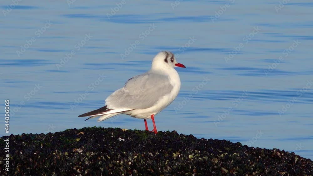 Common gull (Larus canus), See Percival Mew Gull, Black-headed gull. Birds of Ukraine Common gull (Larus canus), See Percival Mew Gull, Black-headed gull. Birds of Ukraine