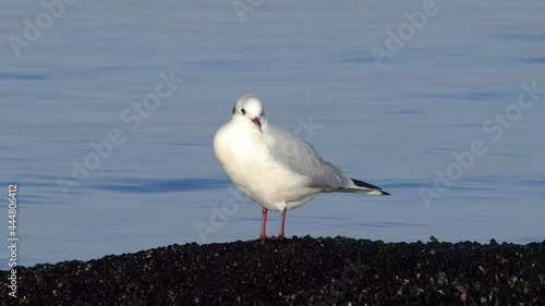 Common gull (Larus canus), See Percival Mew Gull, Black-headed gull. Birds of Ukraine photo