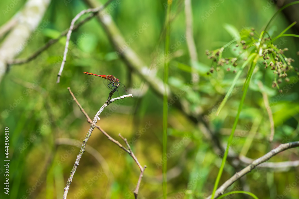 Dragonfly - Odonata with outstretched wings on a blade of grass. In the background is a beautiful bokeh created by an lens. Dragonfly - Odonata with outstretched wings on a blade of grass. In the background is a beautiful bokeh created by an lens.