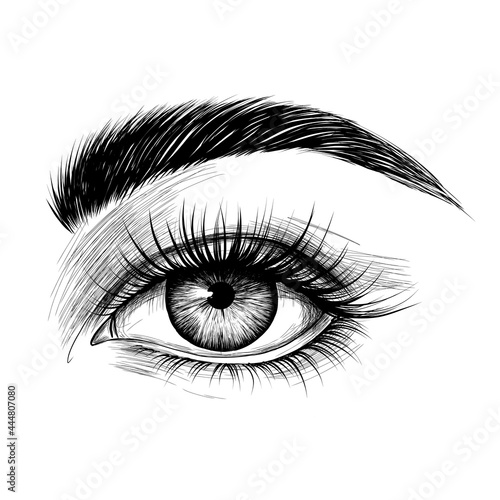 Hand-drawn woman's eye with eyebrow and long eyelashes. Fashion illustration. Vector EPS 10.