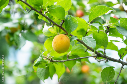 完熟梅　南高梅